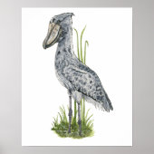 Kunstprint Schuhschnabel Poster (Vorne)