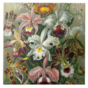 Kunstvolle Orchideen - Kunstformen der Natur Fliese