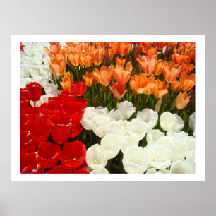 Kunstvolle Tulpen-Blumen-Naturfotografie-Drucke Poster