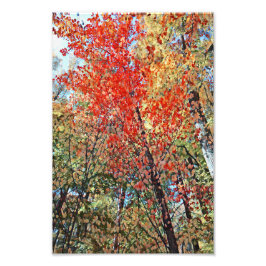 Kunstwerk "Herbst Bäume" Fotodruck