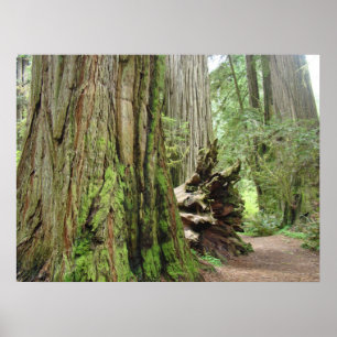 Kunstwerke mit Redwood-Wald-Bäumen Kalifornien Red Poster