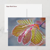 Kupfer-Buche-Blätter Postkarte (Vorne/Hinten)