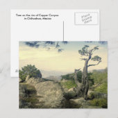 Kupfer Canyon Tree Postkarte (Vorne/Hinten)