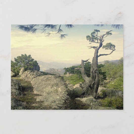 Kupfer Canyon Tree Postkarte (Vorderseite)