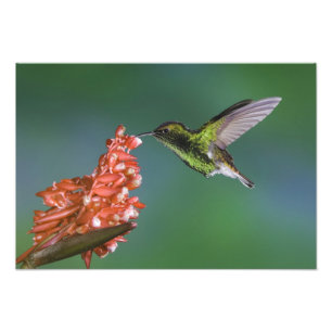 Kupferköpfiger Smaragd, Elvira cupreiceps, Fotodruck