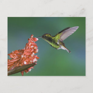 Kupferköpfiger Smaragd, Elvira cupreiceps, Postkarte