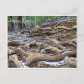 Kurama-dera (Kinone-michi tree roots road) ポストカード Postkarte (Vorderseite)