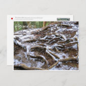 Kurama-dera (Kinone-michi tree roots road) Postkarte (Vorne/Hinten)
