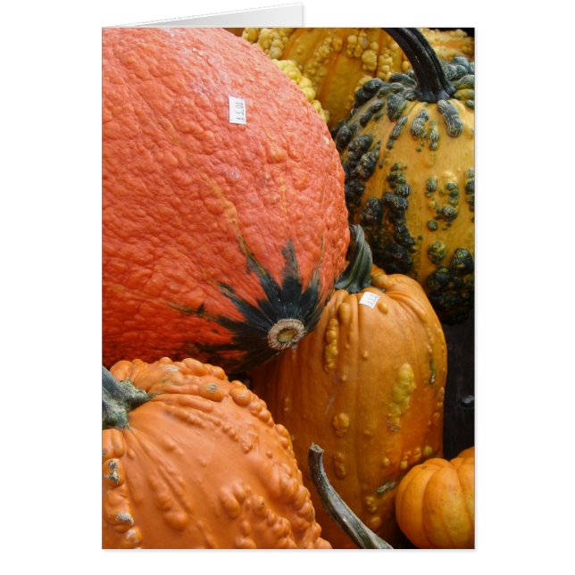 Kürbis (Vorne)