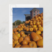 Kürbis auf Bauernhof im Herbst bei Concord, Postkarte (Vorne/Hinten)