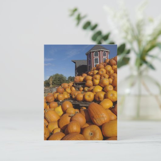 Kürbis auf Bauernhof im Herbst bei Concord, Postkarte (Stehend Vorderseite)