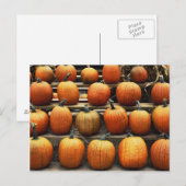 Kürbis fallen postkarte (Vorne/Hinten)