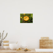 Kürbis in den Garten Poster (Küche)