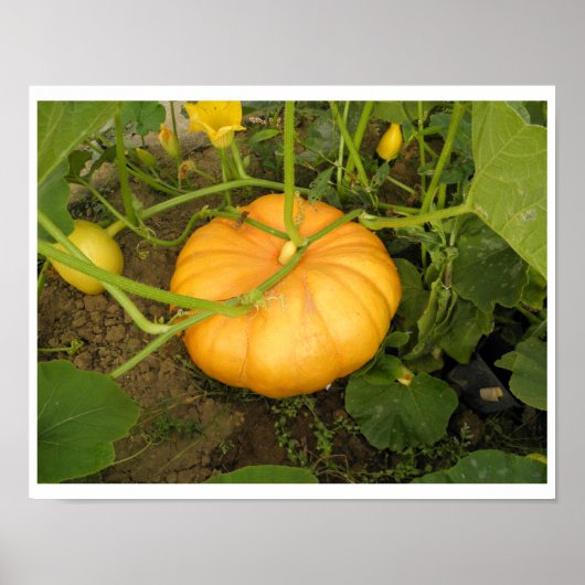 Kürbis in den Garten Poster (Vorne)