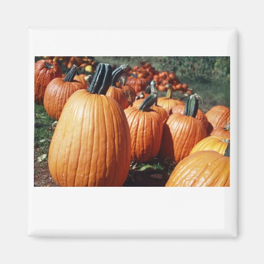 Kürbis Magnet (Vorne)