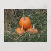 Kürbis Postkarte (Vorderseite)