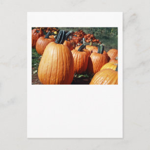 Kürbis Postkarte