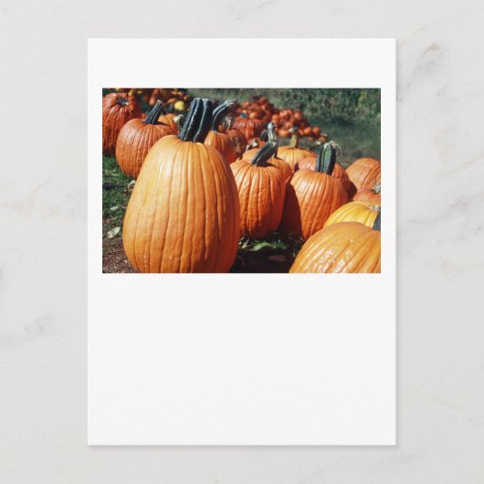 Kürbis Postkarte (Vorderseite)