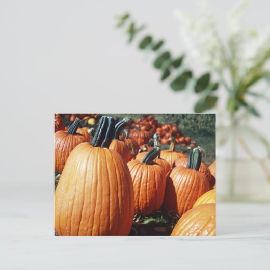 Kürbis Postkarte (Stehend Vorderseite)