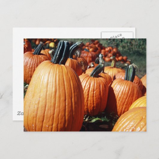 Kürbis Postkarte (Vorne/Hinten)