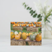 Kürbis Postkarte (Stehend Vorderseite)