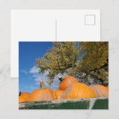 Kürbis Postkarte (Vorne/Hinten)