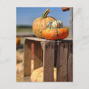 Kürbis- und Gourd-Karte Feiertagspostkarte