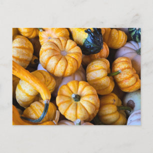 Kürbis und Kürbis Feiertagspostkarte