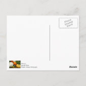 Kürbis und Kürbis Postkarte (Rückseite)