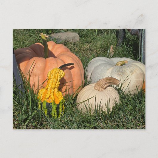 Kürbis und Kürbis Postkarte (Vorderseite)