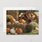 Kürbis und Mummeranzeige im Herbst Postkarte (Vorne/Hinten)