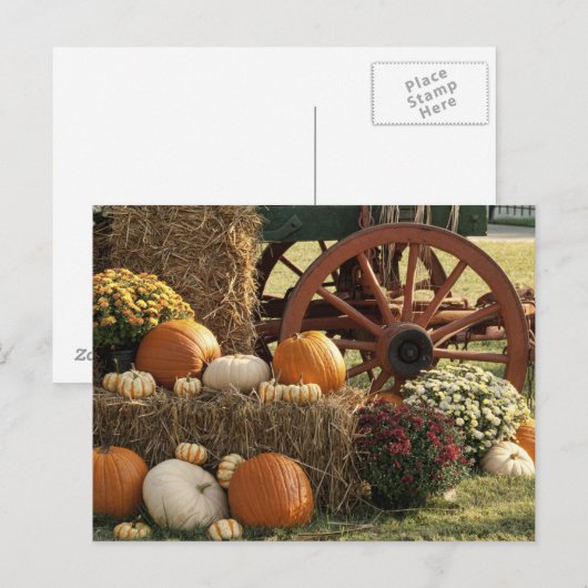 Kürbis und Mummeranzeige im Herbst Postkarte (Vorne/Hinten)