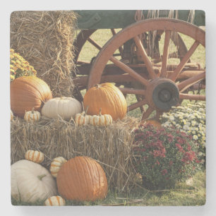 Kürbis und Mummeranzeige im Herbst Steinuntersetzer