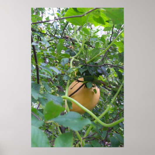 Kürbis wächst auf einem Apfelbaum Poster (Vorne)