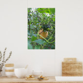 Kürbis wächst auf einem Apfelbaum Poster (Küche)