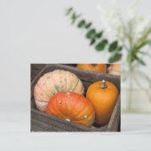 Kürbis zum Verkauf Postkarte (Stehend Vorderseite)
