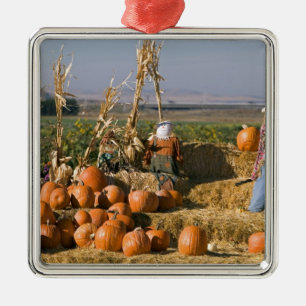 Kürbisanzeige mit Heuballen und Vogelscheuchen Silbernes Ornament