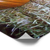 Kürbisanzeigendruck Poster (Ecke)