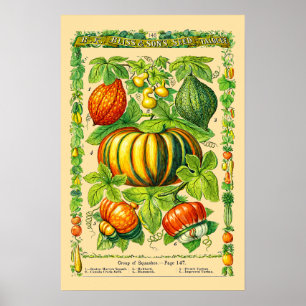 Kürbisarten Retro Viktorianische Ära Botanische Ku Poster