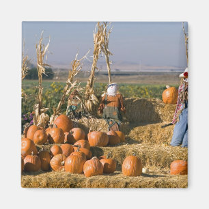 Kürbisdisplay mit Heuballen und Vogelscheuchen Magnet