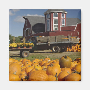 Kürbise auf Bauernhof im Herbst nahe Magnet