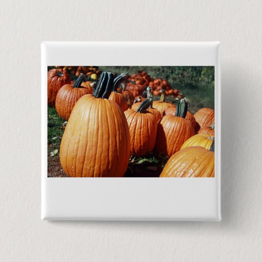 Kürbise Button (Vorderseite)