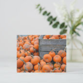 Kürbisfarm-Postkarte Postkarte (Stehend Vorderseite)