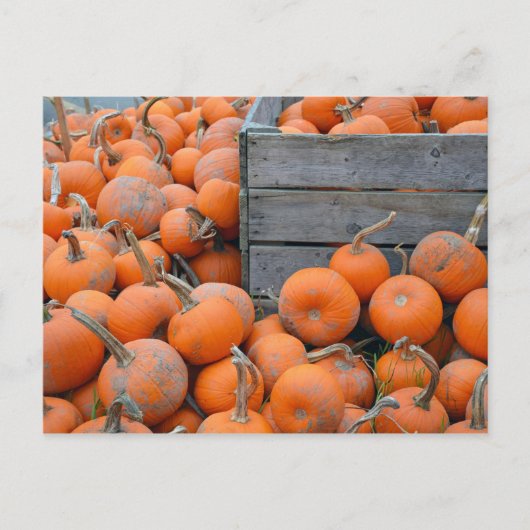 Kürbisfarm-Postkarte Postkarte (Vorderseite)