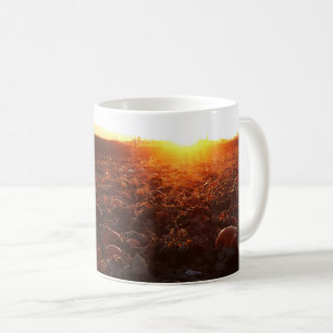 Kürbisfeld Sonnenuntergang B Kaffeetasse