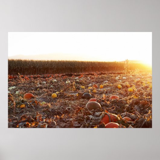 Kürbisfeld Sonnenuntergang C Poster (Vorne)