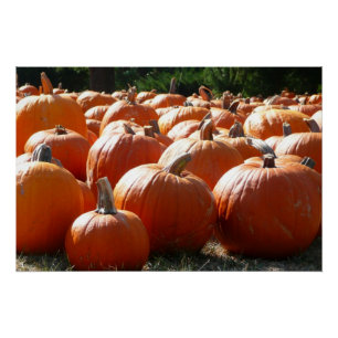 Kürbisfoto für Herbst, Halloween oder Erntedankfes Poster