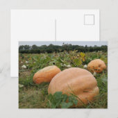 Kürbispatch Postkarte (Vorne/Hinten)