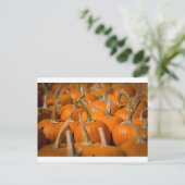 Kürbispicken Postkarte (Stehend Vorderseite)