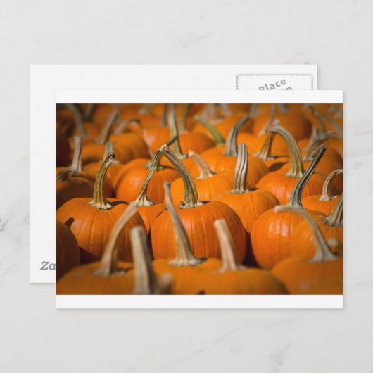 Kürbispicken Postkarte (Vorne/Hinten)